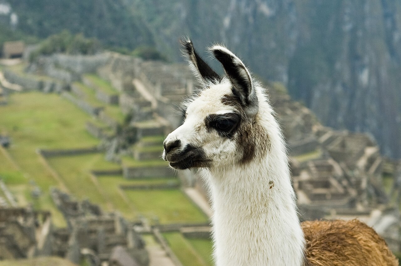 Picture of a llama is unrelated.